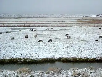 Salthouse marsh in winter