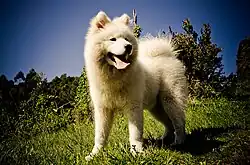 Samoyed