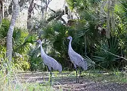 Sandhill cranes on Hontoon Island