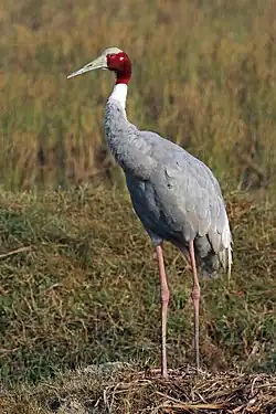 Grey crane with red face and white neck