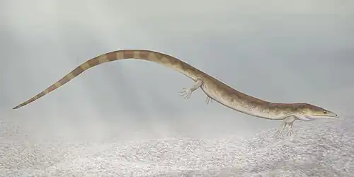 Sauropleura, a urocordylid "nectridean"