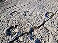 Sauropod footprints at the Aire Range site.