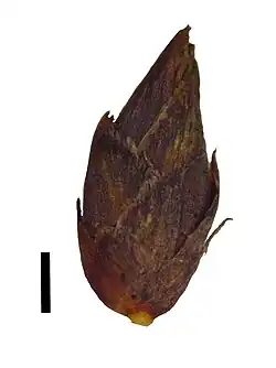Spikelet, (black scale bar represents 1 mm)