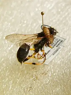 Carpet beetle damaging a Sceliphron destillatorius in an insect collection