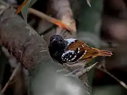 A chestnut-tailed antbird perched on a branch in a forest