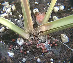 Sclerotium delphinii sclerotia on infected host