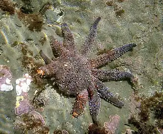 Arms being regenerated