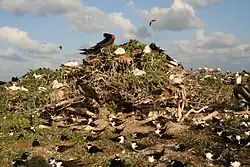 Seabird colony with great frigatebird, red-tailed tropicbird, red-footed booby, sooty tern and black noddy. Tern Island, French Frigate Shoals, Northwestern Hawaiian Islands