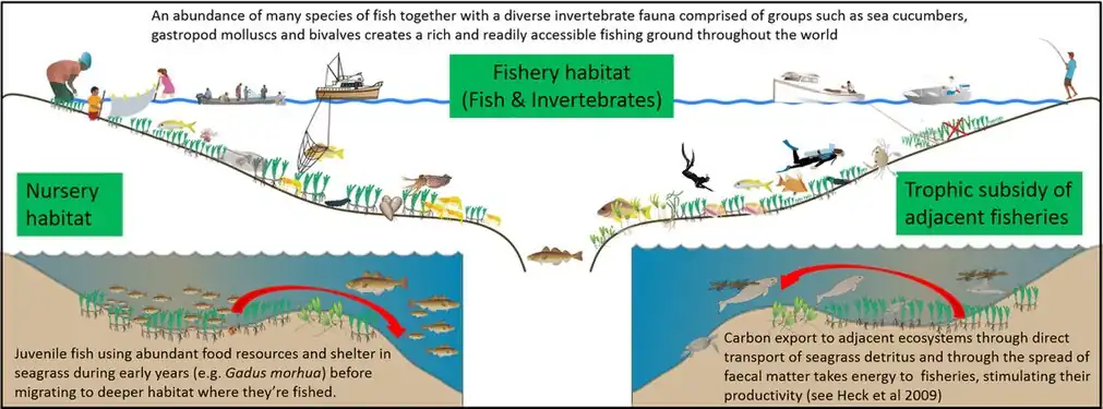 Seagrass meadows support global food security by (1) providing nursery habitat for fish stocks in adjacent and deep water habitats, (2) creating expansive fishery habitat rich in fauna, and (3) by providing trophic support to adjacent fisheries. They also provide support by promoting the health of fisheries associated with connected habitats, such as coral reefs.[45]