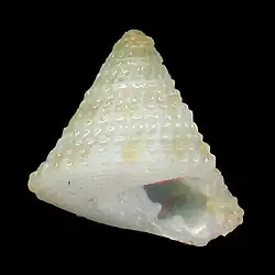 Seashell Visayaseguenzia maestratii
