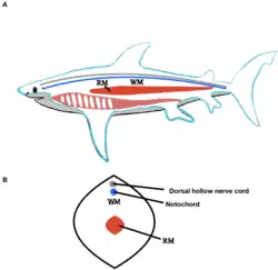 Image 24Lateral and cross section view of shark's red and white locomotor muscles (from Shark anatomy)