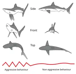 Image 18Postural elements of the agonistic display of the Gray Reef Shark (from Shark agonistic display)