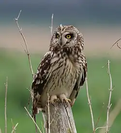 A short-eared owl sitting on a wooden pole in front of a large field