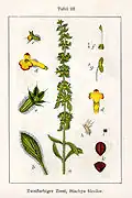 Sideritis montana&nbsp;[de]