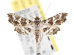 A picture of the moth Sisyracera inabsconsalis. The moth is brown and white. Its wings have an intricate pattern alternating between the two colors.