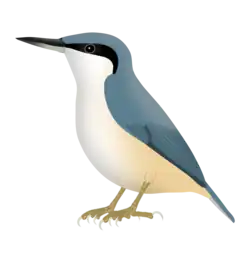 Eastern rock nuthatch (S. tephronota)