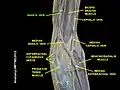 Basilic vein