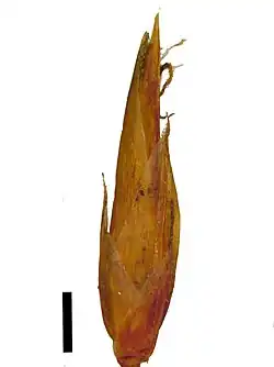 Spikelet (black scale bar represents 1&nbsp;mm)