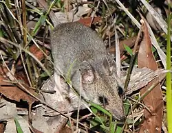 Brown dunnart