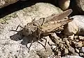 Mating grasshoppers