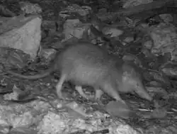Stones and vegetation, with a long-legged, long-nosed animal in the middle.