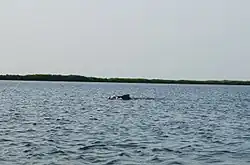 Atlantic humpback dolphin