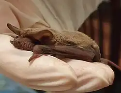 Brown bat