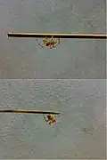 Two fighting spiders of approximately equal size and weight are placed at opposite ends of a bamboo skewer