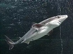 spiny dogfish(Squalus acanthias) found in the subtidal zone[47]