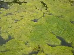 Spirogyra algal bloom in Romanian pond