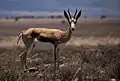 Springbok