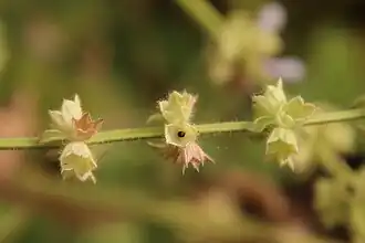 A seed within the mature calyx