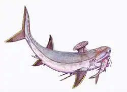 The symmoriiform Stethacanthus productus
