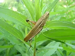 Stethophyma magister