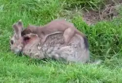 A rabbit lying on the ground while a stoat, a smaller mammal, is on top of it after biting its neck
