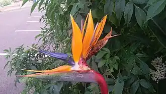 Strelitzia reginae (Strelitziaceae)