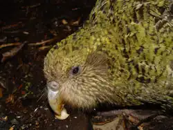 Photo of a Kakapo Pura on Codfish Island..