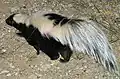 Striped skunk, Mephitis mephitis, displays prominent lighter markings against black, with raised bushy tail, honestly advertising its squirting scent glands.