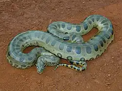 Eunectes type species; the green anaconda (E. murinus)