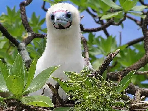 Image 4 Red-footed booby More selected pictures