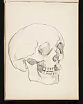 Pencil sketch of a skull, ca. 1897-1908