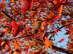 Sweetgum fall foliage and seedpods, Brooklyn, New York
