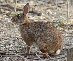 Brown rabbit