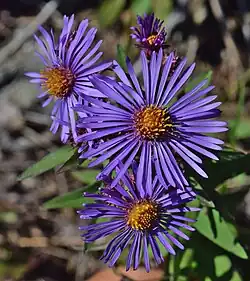 Image of three New England aster blooms, each with about 40 ray florets of a deep purple color, surrounding a dark yellow center of approximately the same number of open disk florets. Disk florets and ray florets are explained in the text.