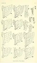 Wing venation 3.Synthemis eustalacta male, 4.Synthemis eustalacta female, 7.Synthemis macrostigma male, 8.Synthemis macrostigma female, 15.Synthemis macrostigma pterostigma