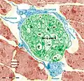 Figure 18. Rat jejunum muscularis mucosa. The photo is a colour-enhanced digital micrograph of a black and white transmission electron microscopy image. A blue telopode of 14.2&nbsp;μm in the section plane is illustrated around a nerve ending (green) between smooth muscle cells (brown).