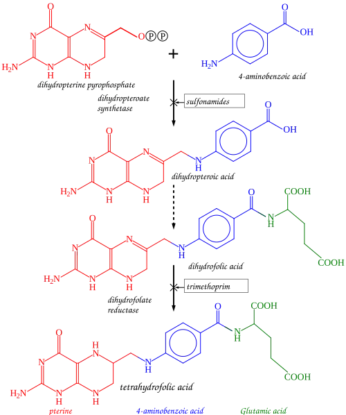Tetrahydrofolate synthesis pathway.