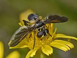 Female with black abdomen and evenly dusky wings, with the posterior margin sub-hyaline