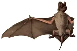 Brown bat