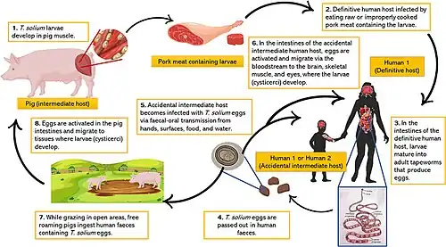 diagram showing life cycle of Taenia solium